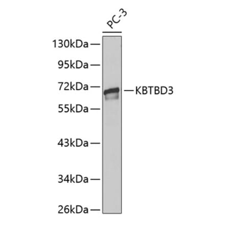 Western Blot - Anti-KBTBD3 Antibody (A13913) - Antibodies.com