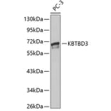 Western Blot - Anti-KBTBD3 Antibody (A13913) - Antibodies.com