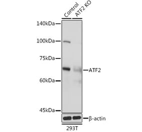 Western Blot - Anti-ATF2 Antibody (A13915) - Antibodies.com