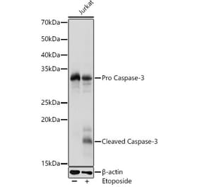 Western Blot - Anti-Caspase-3 Antibody (A13916) - Antibodies.com