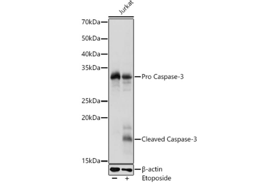 Western Blot - Anti-Caspase-3 Antibody (A13916) - Antibodies.com