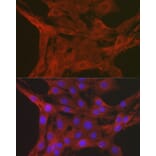 Immunofluorescence - Anti-Caspase-3 Antibody (A13916) - Antibodies.com