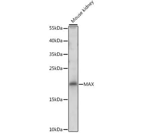 Western Blot - Anti-MAX Antibody (A13917) - Antibodies.com