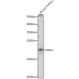 Western Blot - Anti-MAX Antibody (A13917) - Antibodies.com