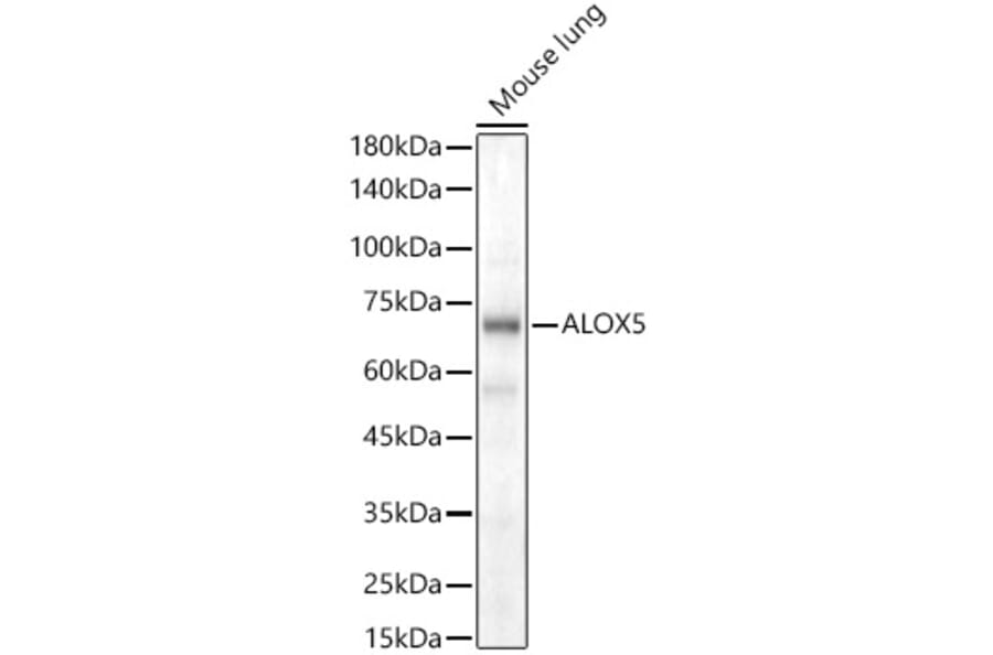 Western Blot - Anti-5 Lipoxygenase/5-LO Antibody (A13918) - Antibodies.com