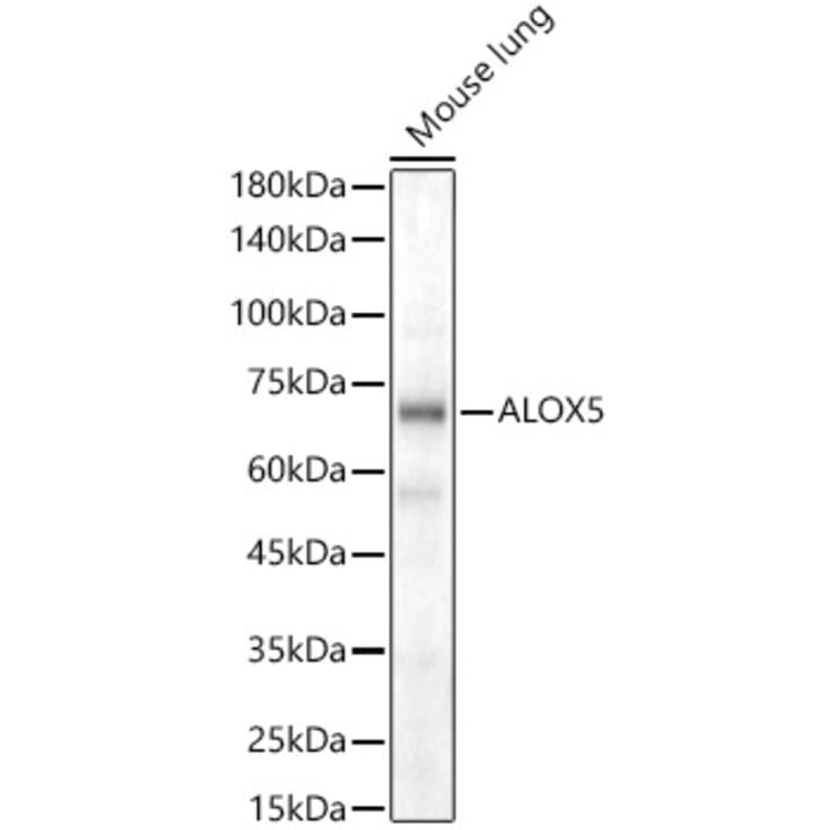 Western Blot - Anti-5 Lipoxygenase/5-LO Antibody (A13918) - Antibodies.com
