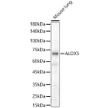 Western Blot - Anti-5 Lipoxygenase/5-LO Antibody (A13918) - Antibodies.com