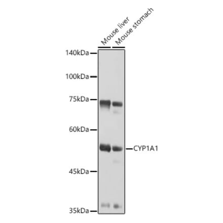 Western Blot - Anti-CYP1A1 Antibody (A13919) - Antibodies.com