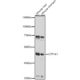 Western Blot - Anti-CYP1A1 Antibody (A13919) - Antibodies.com
