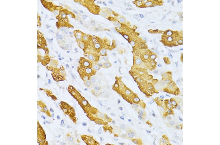 Immunohistochemistry - Anti-Cytochrome P450 2E1 Antibody (A13920) - Antibodies.com