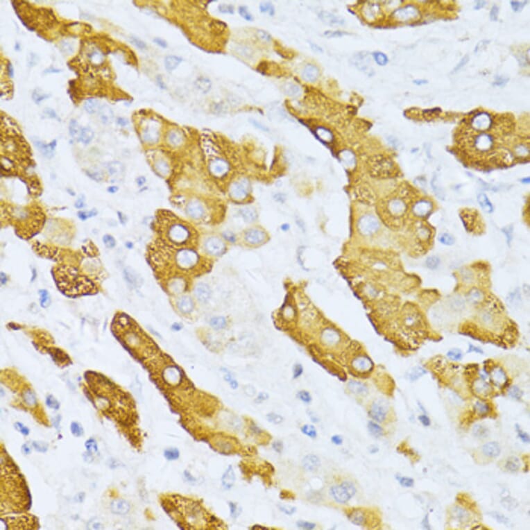 Immunohistochemistry - Anti-Cytochrome P450 2E1 Antibody (A13920) - Antibodies.com