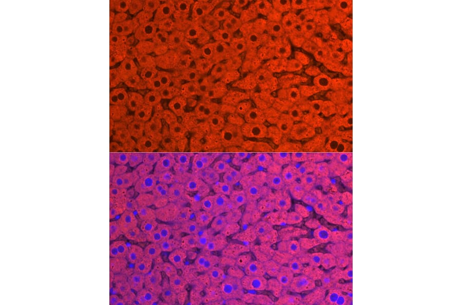Immunofluorescence - Anti-Cytochrome P450 2E1 Antibody (A13920) - Antibodies.com