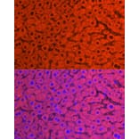 Immunofluorescence - Anti-Cytochrome P450 2E1 Antibody (A13920) - Antibodies.com