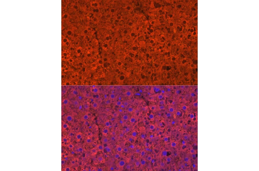 Immunofluorescence - Anti-Cytochrome P450 2E1 Antibody (A13920) - Antibodies.com