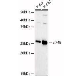Western Blot - Anti-eIF4E Antibody (A13922) - Antibodies.com