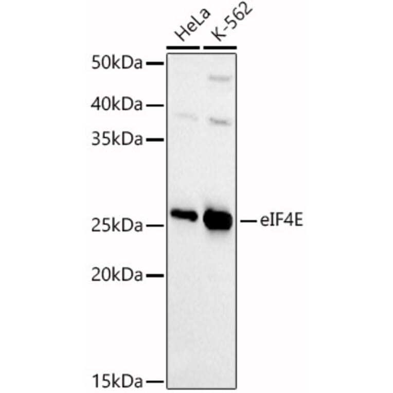 Western Blot - Anti-eIF4E Antibody (A13922) - Antibodies.com