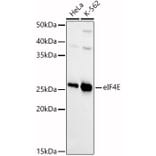 Western Blot - Anti-eIF4E Antibody (A13922) - Antibodies.com