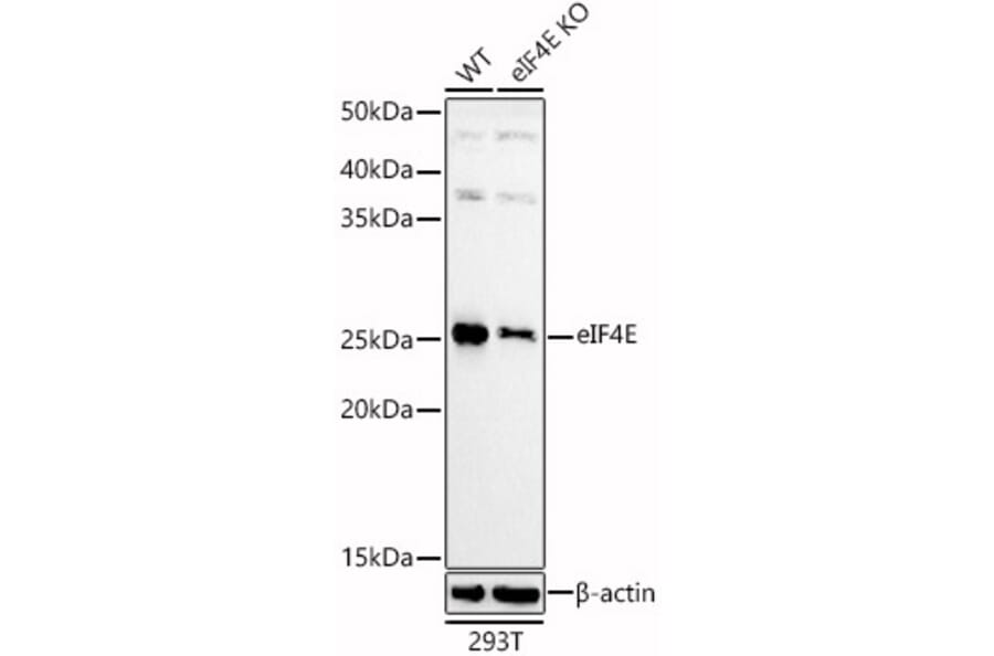 Western Blot - Anti-eIF4E Antibody (A13922) - Antibodies.com