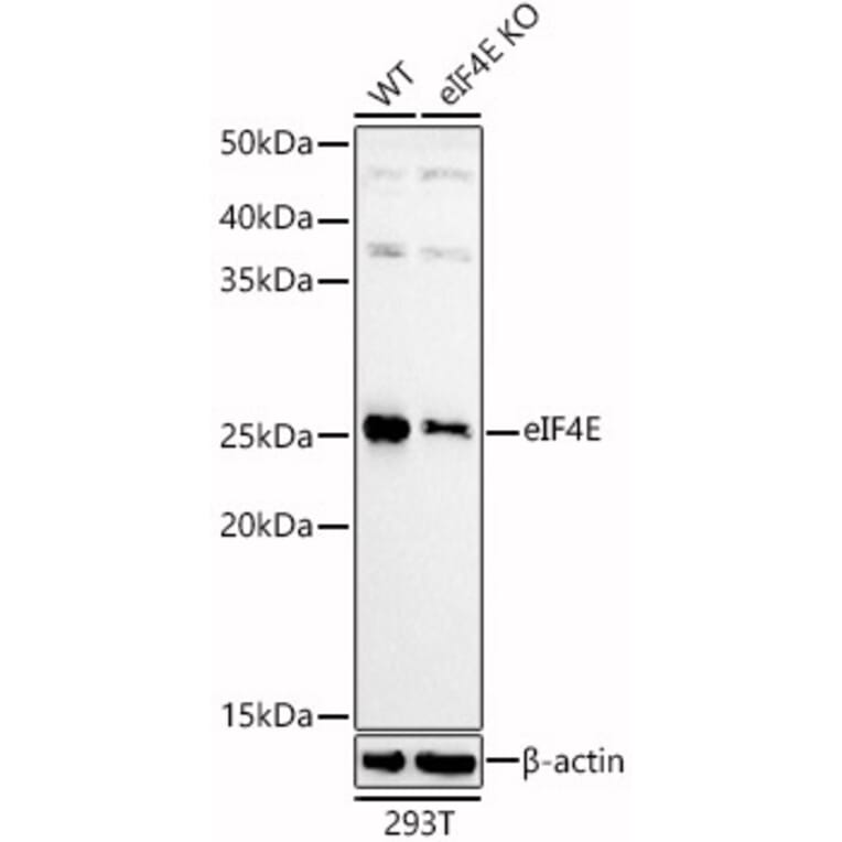 Western Blot - Anti-eIF4E Antibody (A13922) - Antibodies.com