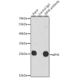 Western Blot - Anti-eIF4E Antibody (A13922) - Antibodies.com