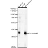 Western Blot - Anti-Connexin 43/GJA1 Antibody (A13923) - Antibodies.com