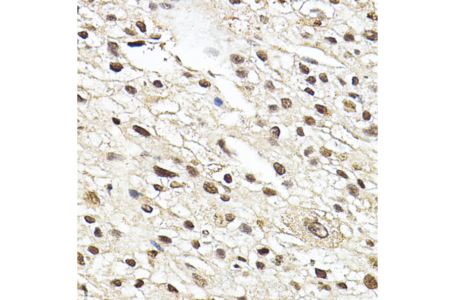 Immunohistochemistry - Anti-Glucocorticoid Receptor Antibody (A13924) - Antibodies.com