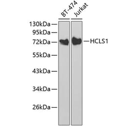 Western Blot - Anti-HCLS1 Antibody (A13925) - Antibodies.com