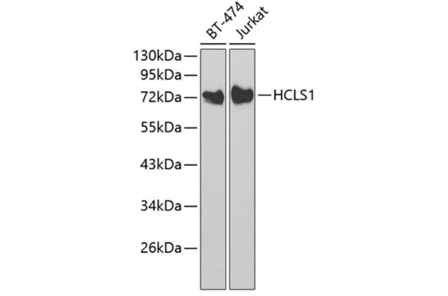Western Blot - Anti-HCLS1 Antibody (A13925) - Antibodies.com