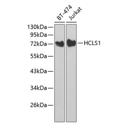 Western Blot - Anti-HCLS1 Antibody (A13925) - Antibodies.com