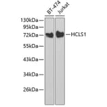 Western Blot - Anti-HCLS1 Antibody (A13925) - Antibodies.com