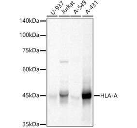 Western Blot - Anti-HLA-A Antibody (A13926) - Antibodies.com