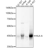 Western Blot - Anti-HLA-A Antibody (A13926) - Antibodies.com