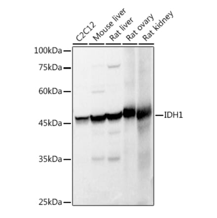 Western Blot - Anti-IDH1 Antibody (A13927) - Antibodies.com