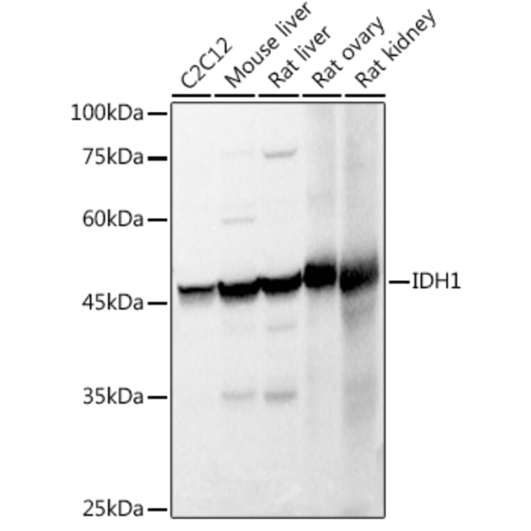 Western Blot - Anti-IDH1 Antibody (A13927) - Antibodies.com