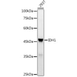 Western Blot - Anti-IDH1 Antibody (A13927) - Antibodies.com
