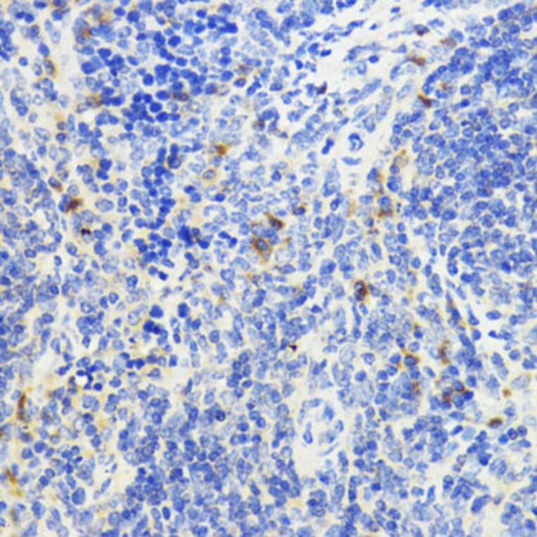 Immunohistochemistry - Anti-IL-10 Antibody (A13928) - Antibodies.com