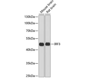 Western Blot - Anti-IRF3 Antibody (A2172) - Antibodies.com
