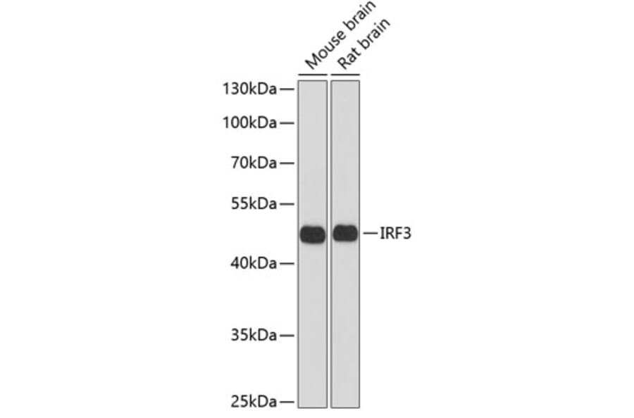 Western Blot - Anti-IRF3 Antibody (A2172) - Antibodies.com