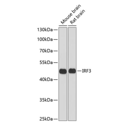 Western Blot - Anti-IRF3 Antibody (A13929) - Antibodies.com