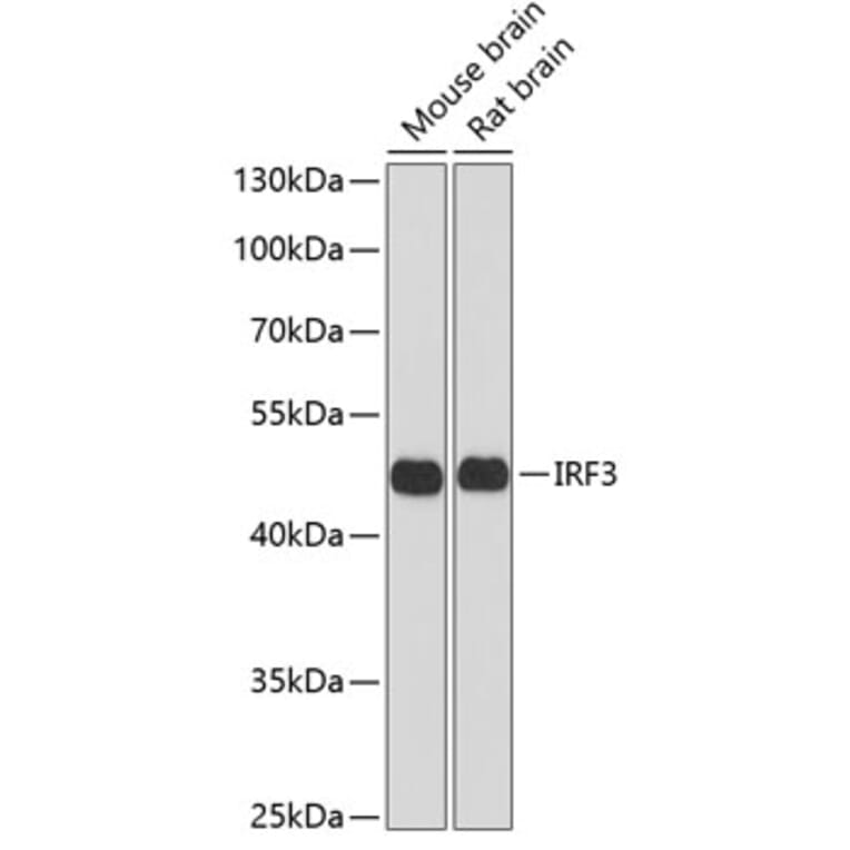 Western Blot - Anti-IRF3 Antibody (A2172) - Antibodies.com