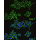 Immunofluorescence - Anti-IRF3 Antibody (A2172) - Antibodies.com