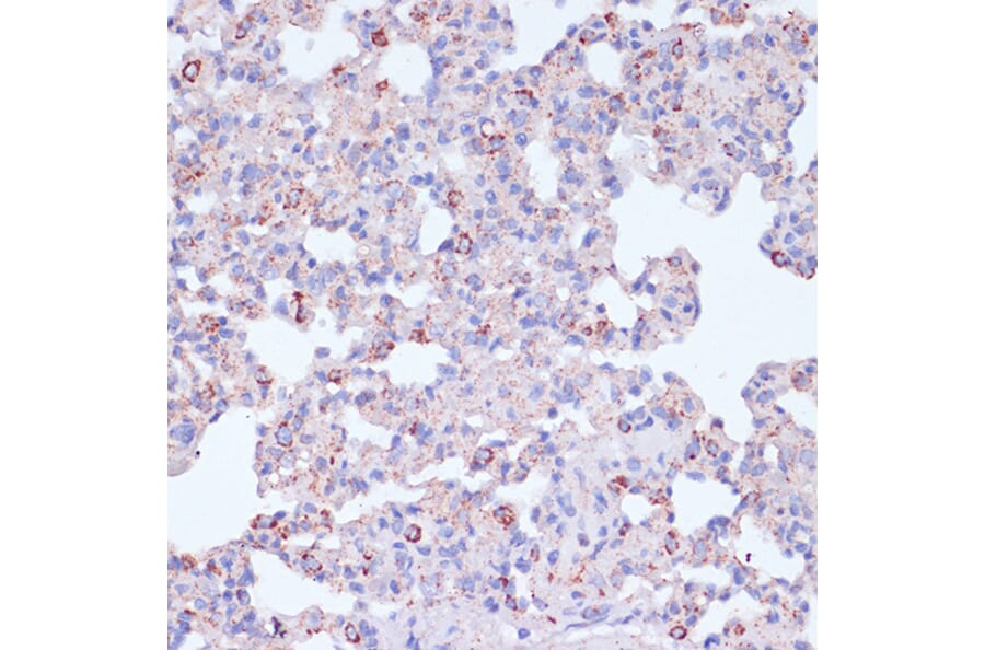 Immunohistochemistry - Anti-CD18 Antibody (A13930) - Antibodies.com