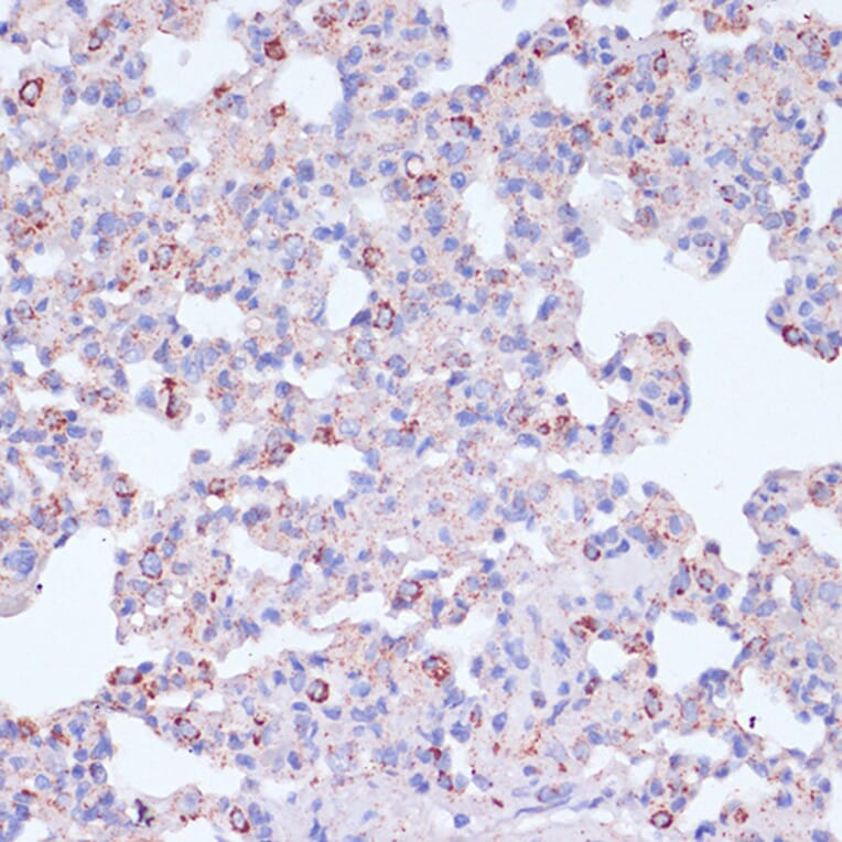 Immunohistochemistry - Anti-CD18 Antibody (A13930) - Antibodies.com