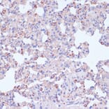 Immunohistochemistry - Anti-CD18 Antibody (A13930) - Antibodies.com