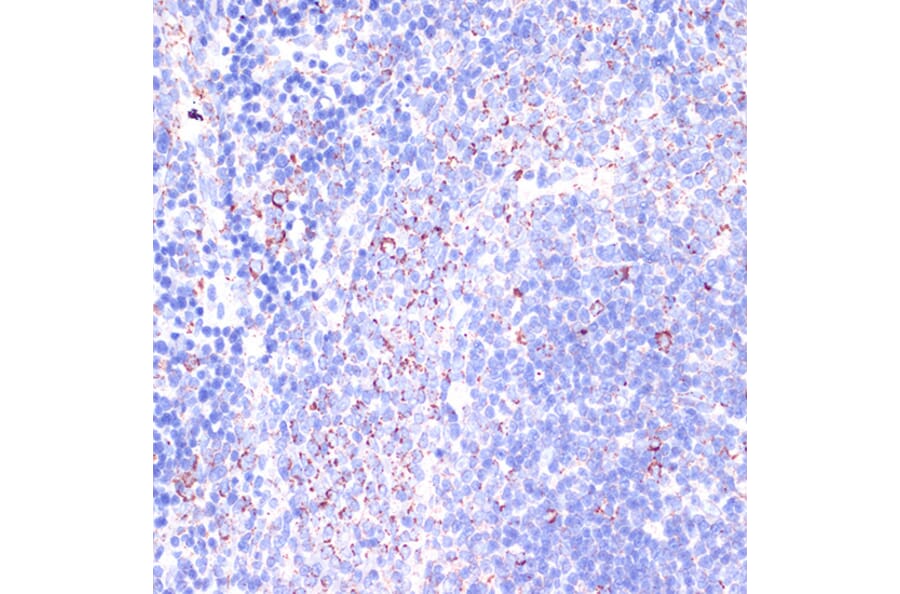 Immunohistochemistry - Anti-CD18 Antibody (A13930) - Antibodies.com