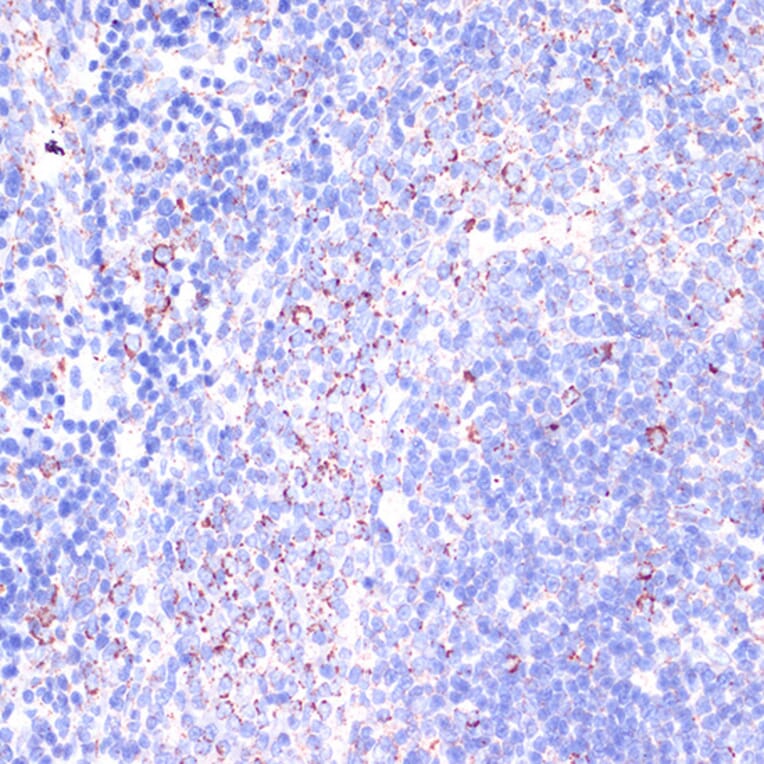 Immunohistochemistry - Anti-CD18 Antibody (A13930) - Antibodies.com