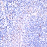 Immunohistochemistry - Anti-CD18 Antibody (A13930) - Antibodies.com