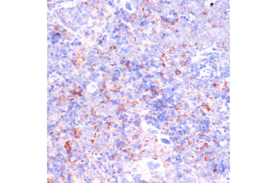 Immunohistochemistry - Anti-CD18 Antibody (A13930) - Antibodies.com