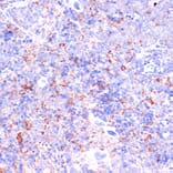 Immunohistochemistry - Anti-CD18 Antibody (A13930) - Antibodies.com