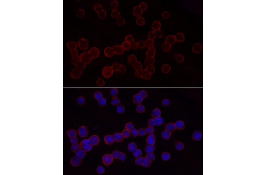 Immunofluorescence - Anti-CD18 Antibody (A13930) - Antibodies.com